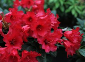 Pěnišník 'Bengal' - Rhododendron (R) 'Bengal'