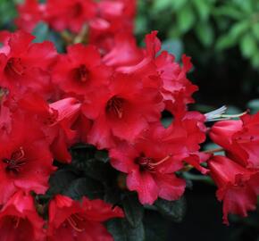 Pěnišník 'Bengal' - Rhododendron (R) 'Bengal'