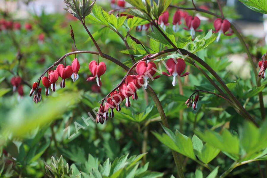 Srdcovka nádherná 'Valentine' - Dicentra spectabilis 'Valentine'