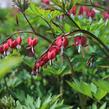 Srdcovka nádherná 'Valentine' - Dicentra spectabilis 'Valentine'