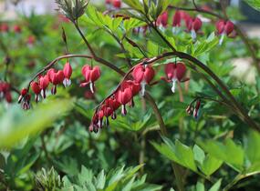 Srdcovka nádherná 'Valentine' - Dicentra spectabilis 'Valentine'