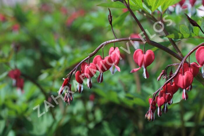 Srdcovka nádherná 'Valentine' - Dicentra spectabilis 'Valentine'