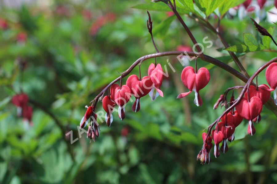 Srdcovka nádherná 'Valentine' - Dicentra spectabilis 'Valentine'