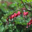 Srdcovka nádherná 'Valentine' - Dicentra spectabilis 'Valentine'