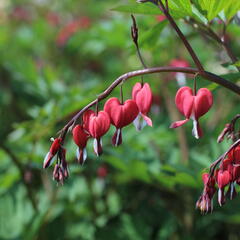 Srdcovka nádherná 'Valentine' - Dicentra spectabilis 'Valentine'