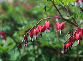 Srdcovka nádherná 'Valentine' - Dicentra spectabilis 'Valentine'