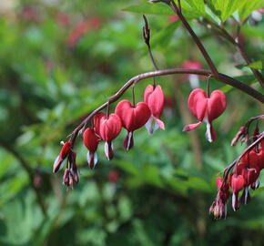 Srdcovka nádherná 'Valentine' - Dicentra spectabilis 'Valentine'