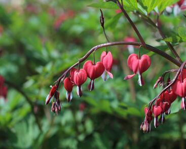 Srdcovka nádherná 'Valentine'