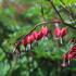 Dicentra spectabilis 'Valentine'.JPG