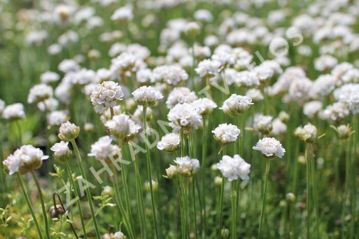 Trávnička přímořská 'Morning Star White' - Armeria maritima 'Morning Star White'