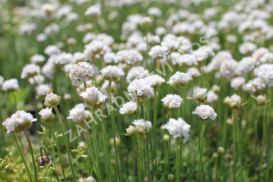 Trávnička přímořská 'Morning Star White' - Armeria maritima 'Morning Star White'
