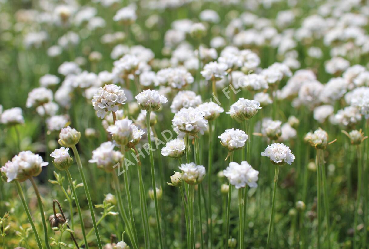 Trávnička přímořská 'Morning Star White' - Armeria maritima 'Morning Star White'
