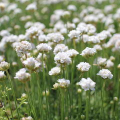 Trávnička přímořská 'Morning Star White' - Armeria maritima 'Morning Star White'
