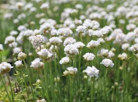 Trávnička přímořská 'Morning Star White' - Armeria maritima 'Morning Star White'