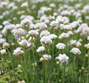 Trávnička přímořská 'Morning Star White' - Armeria maritima 'Morning Star White'