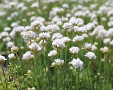 Trávnička přímořská 'Morning Star White'
