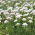 Armeria maritima 'Morning Star White'.JPG