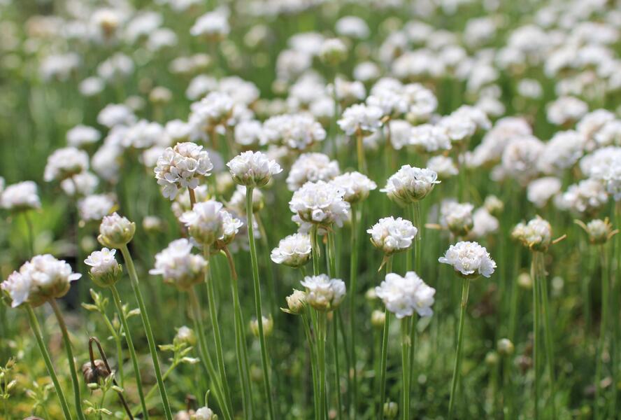 Trávnička přímořská 'Morning Star White' - Armeria maritima 'Morning Star White'