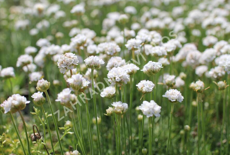 Trávnička přímořská 'Morning Star White' - Armeria maritima 'Morning Star White'