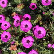 Kakost sivý 'Jolly Jewel Red' - Geranium cinereum 'Jolly Jewel Red'
