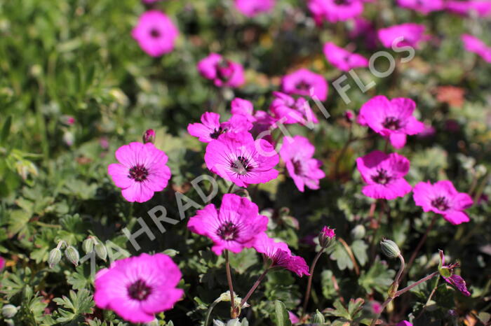 Kakost sivý 'Jolly Jewel Red' - Geranium cinereum 'Jolly Jewel Red'