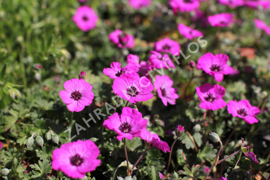 Kakost sivý 'Jolly Jewel Red' - Geranium cinereum 'Jolly Jewel Red'