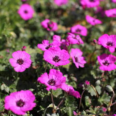 Kakost sivý 'Jolly Jewel Red' - Geranium cinereum 'Jolly Jewel Red'