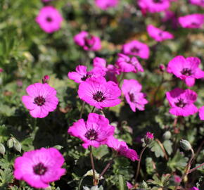 Kakost sivý 'Jolly Jewel Red' - Geranium cinereum 'Jolly Jewel Red'