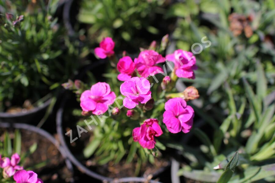 Hvozdík karafiát 'BFF Pink Passion' - Dianthus caryophyllus 'BFF Pink Passion'