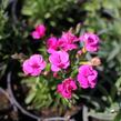 Hvozdík karafiát 'BFF Pink Passion' - Dianthus caryophyllus 'BFF Pink Passion'