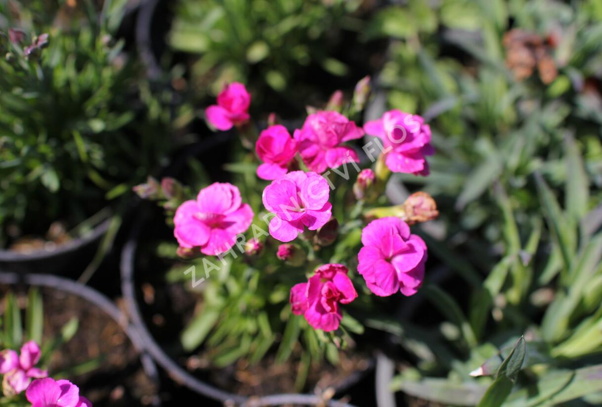 Hvozdík karafiát 'BFF Pink Passion' - Dianthus caryophyllus 'BFF Pink Passion'