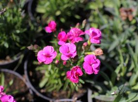 Hvozdík karafiát 'BFF Pink Passion' - Dianthus caryophyllus 'BFF Pink Passion'