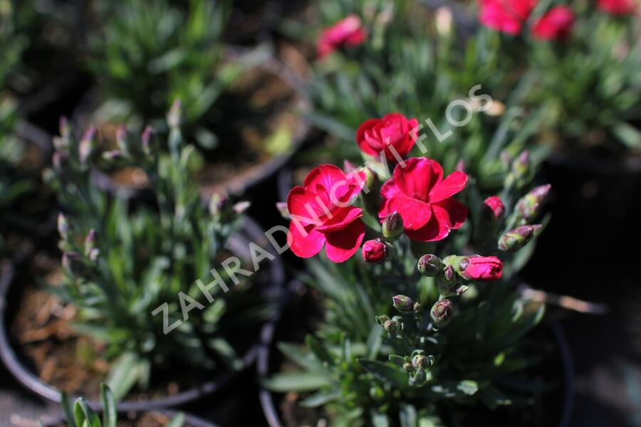Hvozdík karafiát 'BFF Scarlet Passion' - Dianthus caryophyllus 'BFF Scarlet Passion'