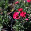 Hvozdík karafiát 'BFF Scarlet Passion' - Dianthus caryophyllus 'BFF Scarlet Passion'