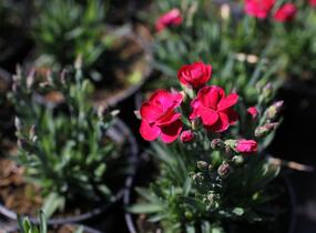 Hvozdík karafiát 'BFF Scarlet Passion' - Dianthus caryophyllus 'BFF Scarlet Passion'