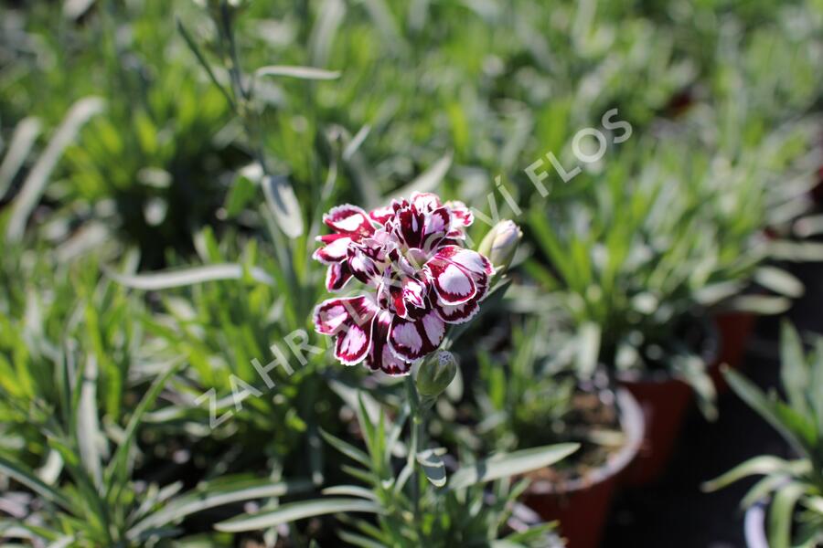 Hvozdík karafiát 'Capitan Calizo' - Dianthus caryophyllus 'Capitan Calizo'