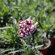 Hvozdík karafiát 'Capitan Calizo' - Dianthus caryophyllus 'Capitan Calizo'