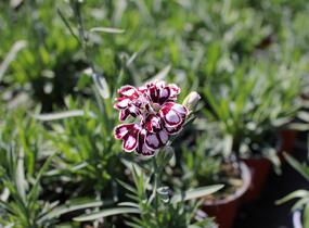Hvozdík karafiát 'Capitan Calizo' - Dianthus caryophyllus 'Capitan Calizo'