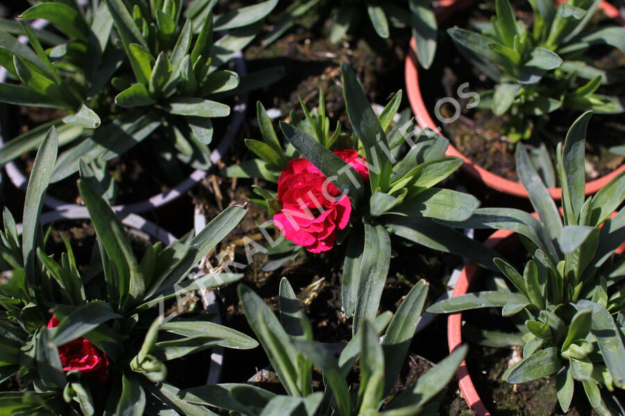 Hvozdík karafiát 'Oscar® Cherry' - Dianthus caryophyllus 'Oscar® Cherry'