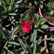 Hvozdík karafiát 'Oscar® Cherry' - Dianthus caryophyllus 'Oscar® Cherry'