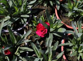 Hvozdík karafiát 'Oscar Cherry' - Dianthus caryophyllus 'Oscar Cherry'