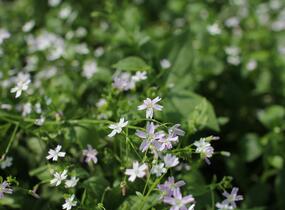 Batolka ptačincolistá - Claytonia sibirica