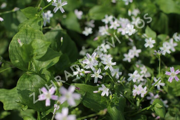 Batolka ptačincolistá - Claytonia sibirica
