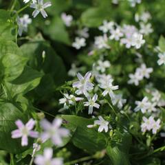Batolka ptačincolistá - Claytonia sibirica