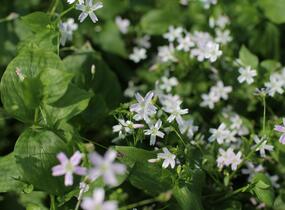 Batolka ptačincolistá - Claytonia sibirica