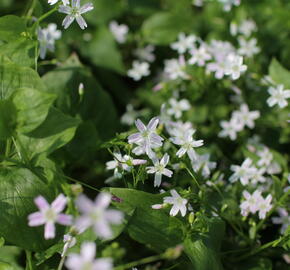 Batolka ptačincolistá - Claytonia sibirica
