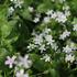 Claytonia sibirica.JPG