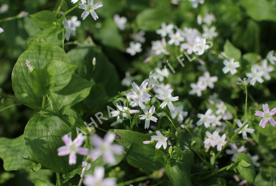 Batolka ptačincolistá - Claytonia sibirica