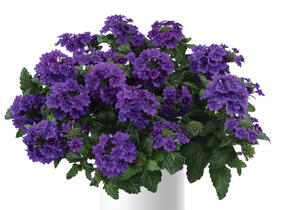 Sporýš 'Vanessa Purple' - Verbena hybrida 'Vanessa Purple'