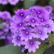 Verbena, sporýš 'Vanessa Purple' - Verbena hybrida 'Vanessa Purple'